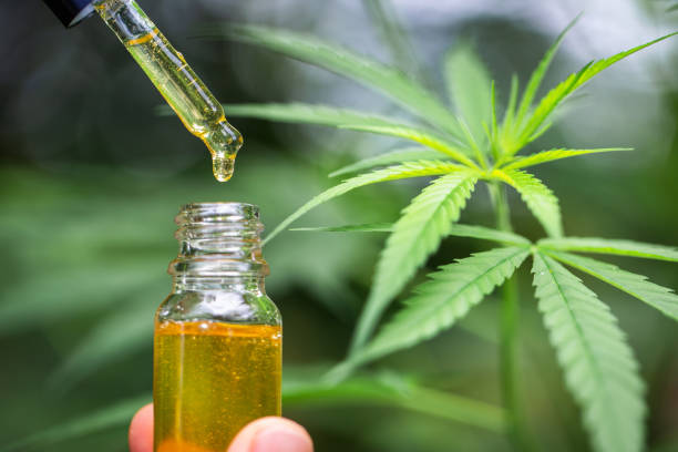 Common CBD Oils